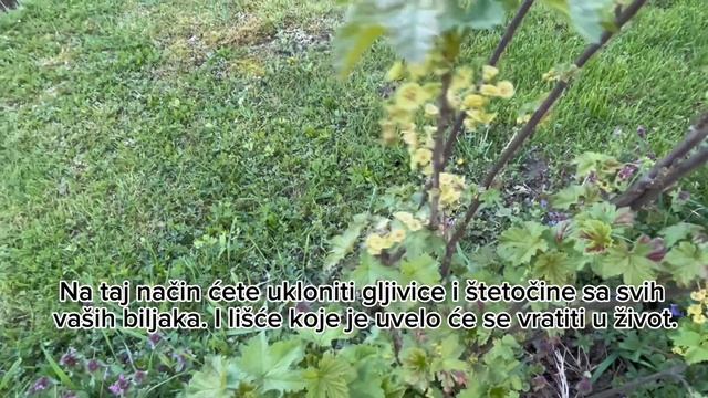 SODA BIKARBONA - biljke će umrijeti ako ovo ne uradite! Ubija 100% plemenjaču, štetnike смотреть онлайн