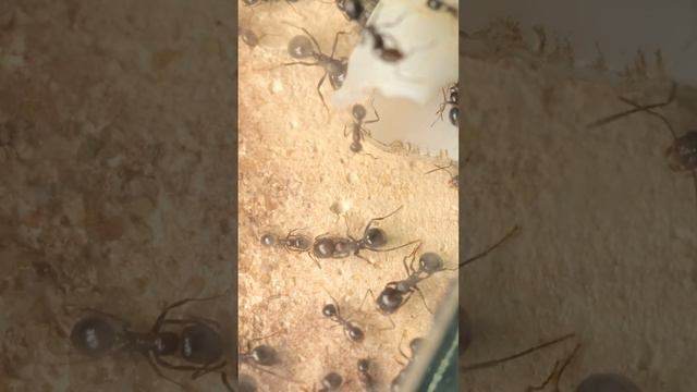 МУРАВЬИ ЖНЕЦЫ НА НОВОЙ АРЕНЕ! Messor ebeninus! #муравьи # #муравьинаяферма #животные #насекомые смотреть онлайн