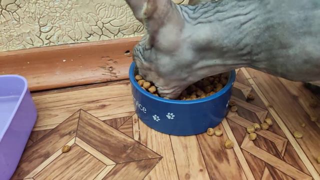 Кот экскаватор смотреть онлайн