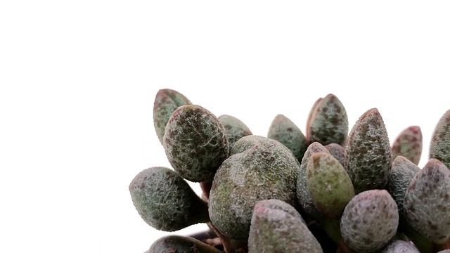 Adromischus marianae 'Silver Fountain' смотреть онлайн