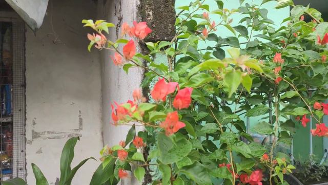 Chili Red Bougainvillea Blooming смотреть онлайн