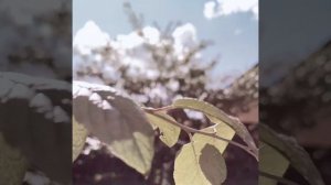 все собаки попадают в рай