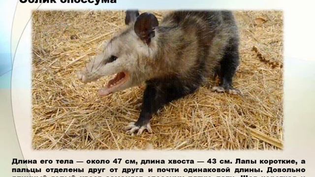 Анимированное видео (Gif) «Сумчатые млекопитающие» смотреть онлайн