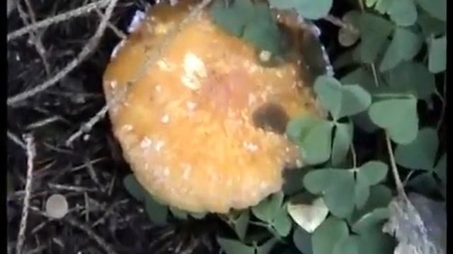 Рядовки серые штриховатые и дымчато - серые. Моховики - Польские грибы. Дождевики. Грибы Денежки. смотреть онлайн