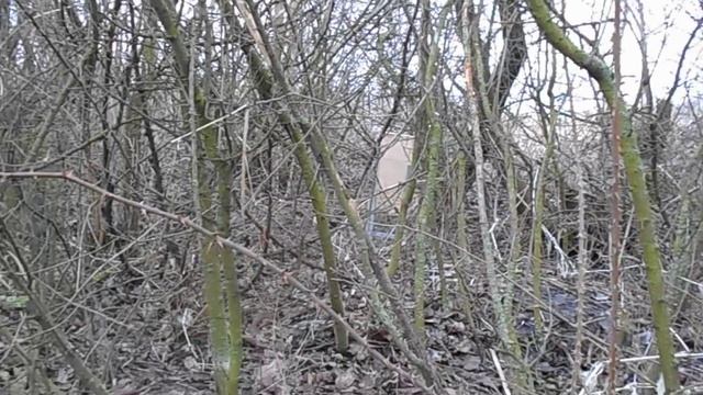 Ловля куниц живо ловушкой. Catching marten trap alive. смотреть онлайн