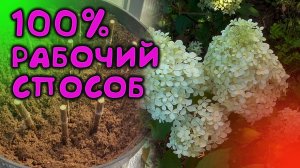 100% РАБОЧИЙ СПОСОБ РАЗМНОЖЕНИЯ ГОРТЕНЗИИ МЕТЕЛЬЧАТОЙ ЧЕРЕНКАМИ РАННЕЙ ВЕСНОЙ