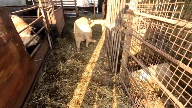 Принимаем АСД фракция 2 , прогулка свинок венгерская мангалица смотреть онлайн