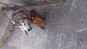 Хаска чпокает Таксу