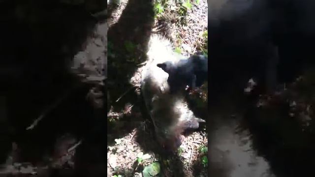 Такса и барсук смотреть онлайн