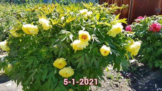 Tree Peony - High Noon 2021 смотреть онлайн