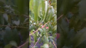 персик Кондор в черноземье