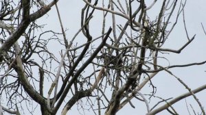 Растения паразиты высосали жизненные соки из дерева...