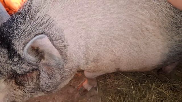 такую свинью оставлять не буду 🤷♂️😔 смотреть онлайн