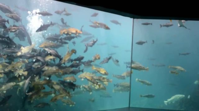 Норвегия - В океанариуме города О́лесунн или А́лесунд смотреть онлайн