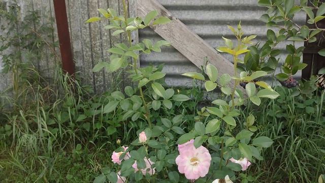 Розы цветут при любой погоде! Гуляем по саду и радуемся жизни? смотреть онлайн