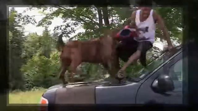 Hulk Giant PitBull The Biggest DOG смотреть онлайн