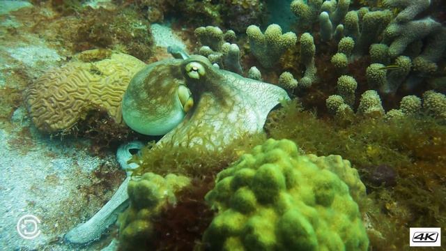 Dominica - Octopus at Scott's Head Drop off смотреть онлайн