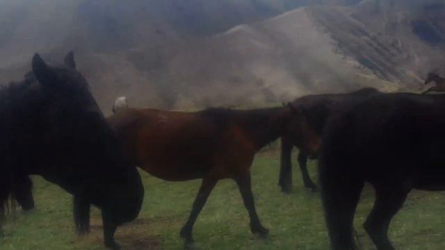 Лошади хотят соль смотреть онлайн