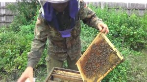 Обработка пчёл Эндовиразой для лечения и профилактики мешотчатого расплода.