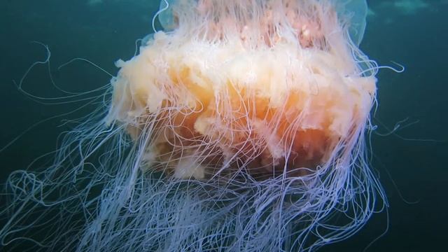 sd - Cyanea capillata (Lion's mane Jellyfish) смотреть онлайн