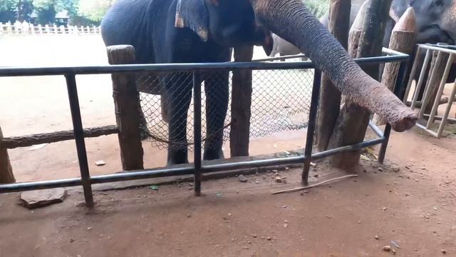 Pinnawala Sri Lanka смотреть онлайн
