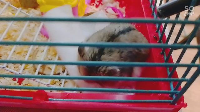 Пухля победил салфетку