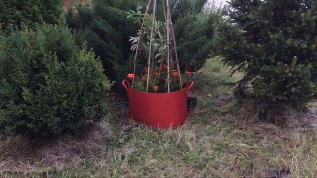 ДАЧА. КТО У НАС ЗАВЕЛСЯ??? /КРАШУ ГРЯДКИ/КРАСОТА! смотреть онлайн