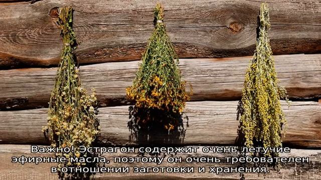 Как сушить травы в домашних условиях смотреть онлайн