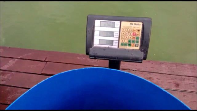 Зарыбление осетром!!!Клевое Место д.Савельево смотреть онлайн