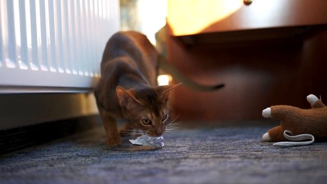 Этого кроху обнаружили в мусорной урне! А дальше произошло невероятное! смотреть онлайн