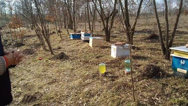 Подкормка пчел весной.сахарным сиропом.Стимуляция пчёл к выращиванию расплода.Па смотреть онлайн