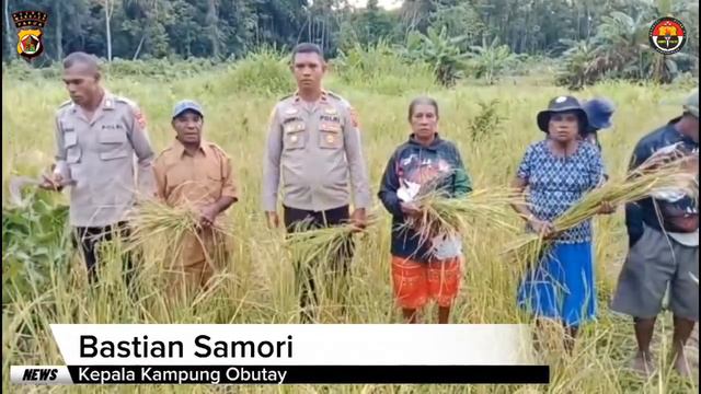 KAPOLSEK MASIREI PANEN PERDANA PADI LADANG TABELA VARIETAS IR 64 Di KEBUN PRESISI MAPOLSEK MASIREI смотреть онлайн
