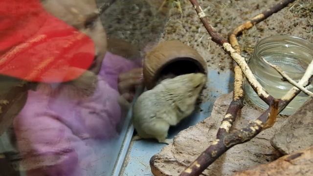 хомяки и кокос смотреть онлайн