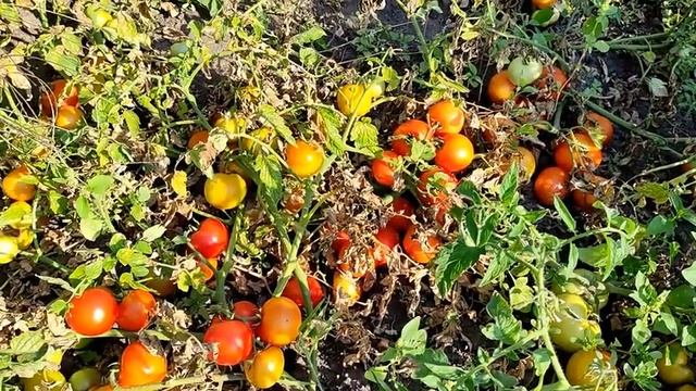 ??ТОМАТ ЗАГАДКА - НИЗКОРОСЛЫЙ УРОЖАЙНЫЙ СОРТ. ОБЗОР СОРТА смотреть онлайн