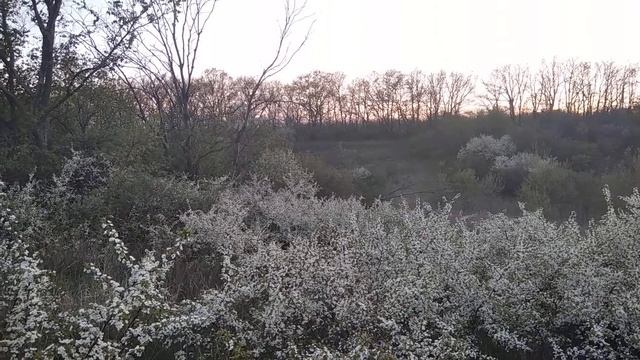 Всё и обо всём L О подписках и подписчиках L А вы видели как цветёт терновник