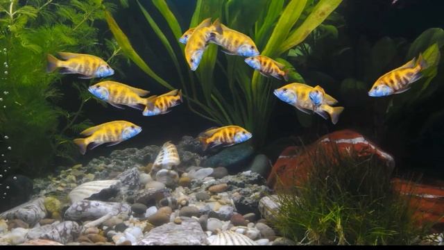 Nimbochromis venustus смотреть онлайн