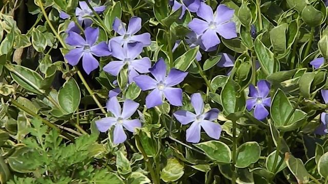 Vinca major 'Variegata' смотреть онлайн