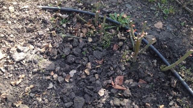 Розы в моем саду. Состояние роз после зимы смотреть онлайн