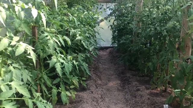 Глоксинии в овощной теплице. Заготовленный мох сфагнум! смотреть онлайн