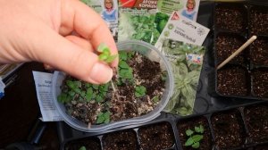 Базилик пикировка через 2 недели после всходов???