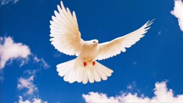 Витя Черевичкин