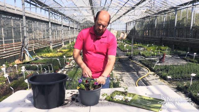EP111 - How to pot up Calibrachoa plants #5minutefriday смотреть онлайн