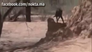 Как ловят обезьян