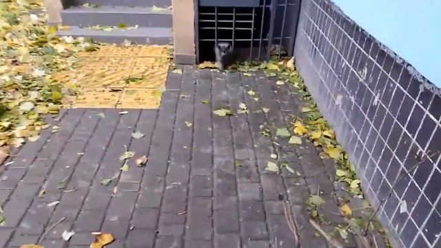 Кошка не хочет выходить из подвала. Холодно. смотреть онлайн