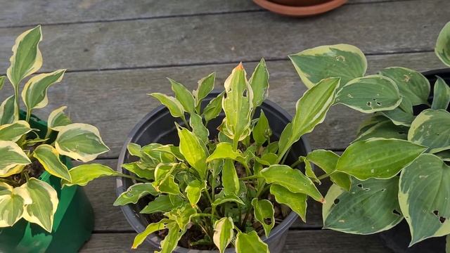 Продолжение обзора по хостам мини - Миниатюрные хосты - Размер S смотреть онлайн