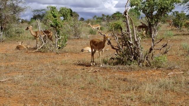 Safari Kenya tsavo east, Antelope 2013/восточный цаво, сафари Кения 2013,антилопы смотреть онлайн