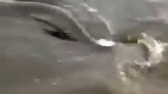 Самая большая в мире щука!!! Щука гигант!!! смотреть онлайн