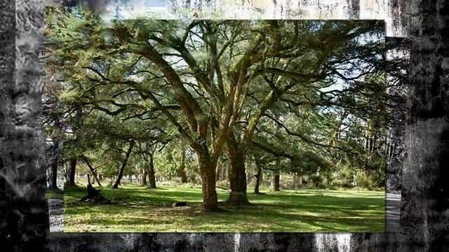 Agudzera смотреть онлайн