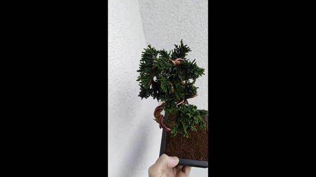 Bonsai Scheinzypresse Wissels Saguaro Chamaecyparis смотреть онлайн