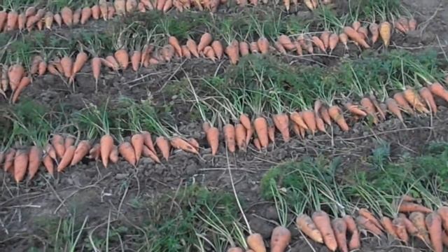 Морковь на всю зиму...